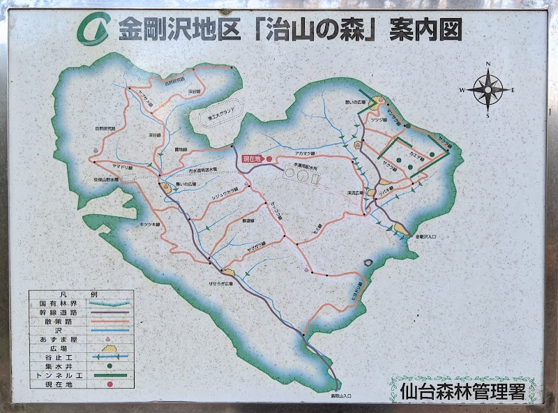 金剛沢治山の森 1