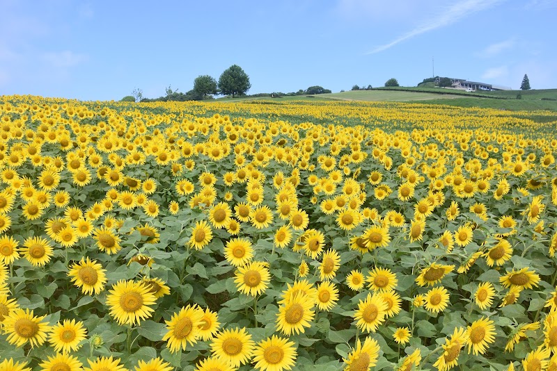 兵庫県立公園あわじ花さじき 1