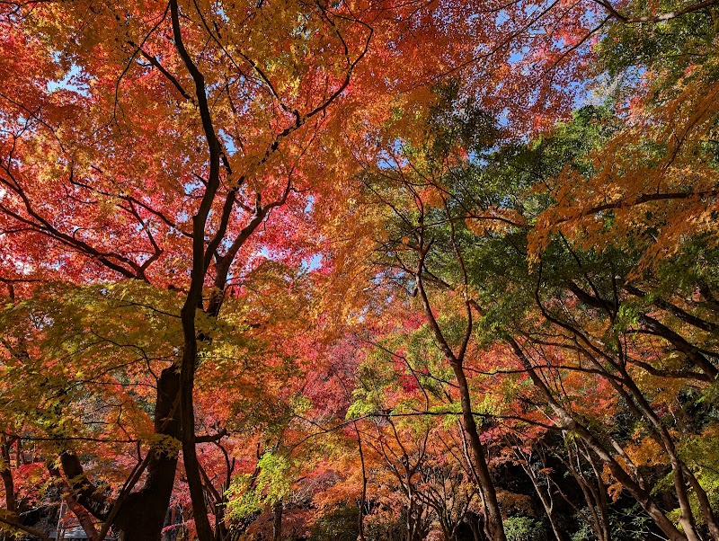 紅葉谷(龍野公園) 1