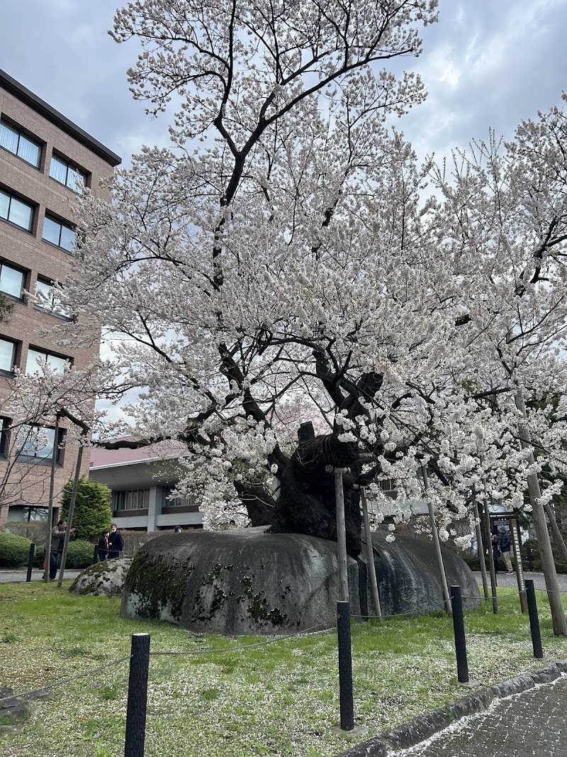 石割桜 1